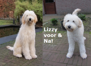 Lizzy voor en na