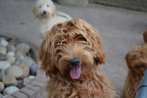 labradoodle, doodle, australian, australische, vacht, vachttype, vachtverzorging, borstel, borstelen, knippen, borstelbeurt, trimmen, groomen, trimsalon, trimbeurt, trimster, workshop, grooming, haarlengte, krullen