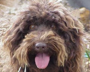 labradoodle, doodle, australian, australische, vacht, vachttype, vachtverzorging, borstel, borstelen, knippen, trimmen, borstelbeurt, trimsalon, trimbeurt, trimster, workshop, groomen, grooming, haarlengte, krullen